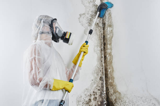 Professional Mold Removal in Mosheim, TN