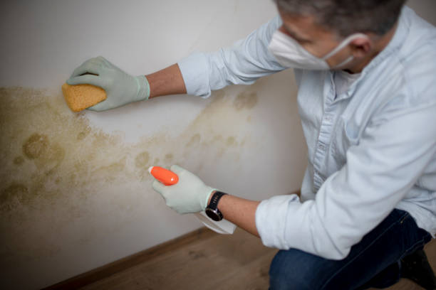 Mold Removal Process in Mosheim, TN