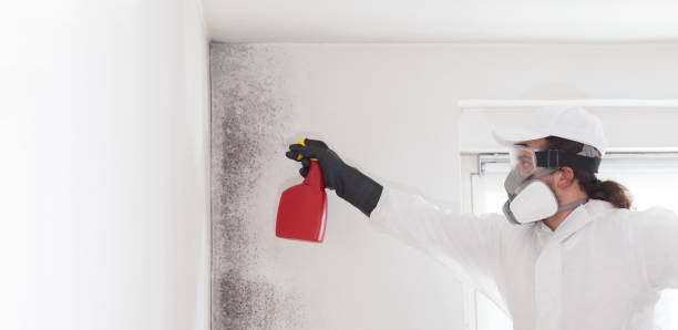 Best Residential Mold Removal  in Mosheim, TN