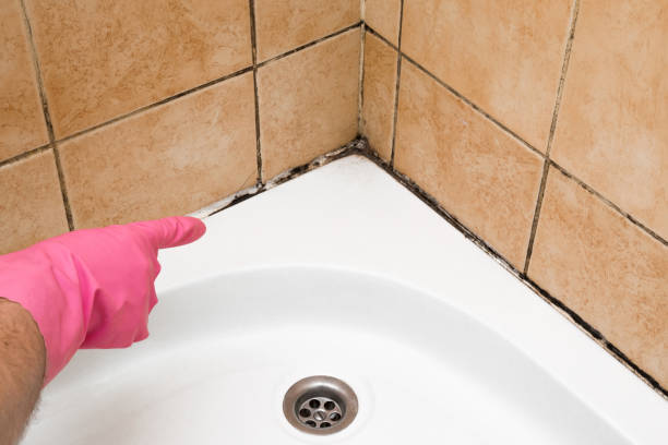 Best Mold Damage Repair  in Mosheim, TN